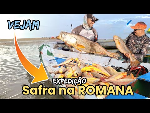 Temporada da pescada amarela na ROMANA em CURUÇÁ/PA. Vejam 👍