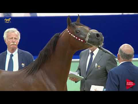 N 164 FAM AL KHAMIS   Dubai 2019   Colts in 2 years old Class 10