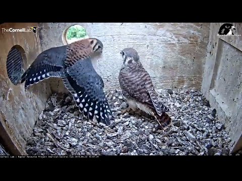 Last Two Kestrel Chicks Fledge, Leaving An Empty Nest Box! – June 23, 2019
