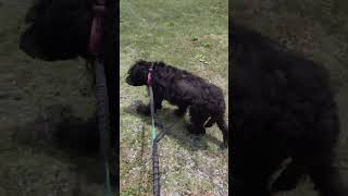 Video preview image #1 Labradoodle Puppy For Sale in Rustburg, VA, USA
