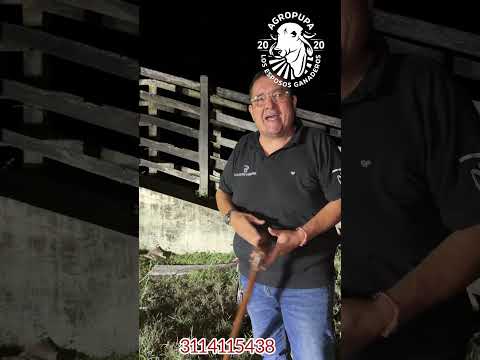 DESPACHANDO UN TORETE GYR PARA RIVERA HUILA #ganaderoscolombia  #huila   #gyrcolombia