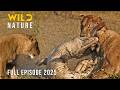 CROCODILE VS LION Why The River Is Never Safe Naturedocumentaries Wild Nature