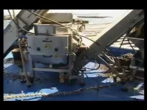 retubing of mussel ( A4)