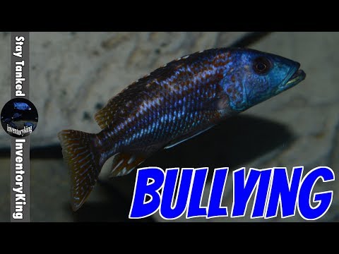 download lagu mp3 mp4 Fish Bullying Other Fish, download lagu Fish Bullying Other Fish gratis, unduh video klip Fish Bullying Other Fish