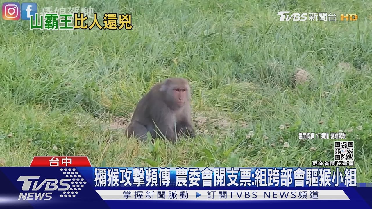 獼猴攻擊頻傳 農委會開支票:組跨部會驅猴小組