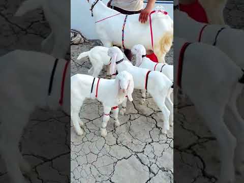 #5 #litre #dudh #ek #time #ka #ek #Bakri #Ke #Char #bache #price #110000 #Piya