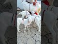5 Litre Dudh Ek Time Ka Ek Bakri Ke Char Bache Price 110000 Piya