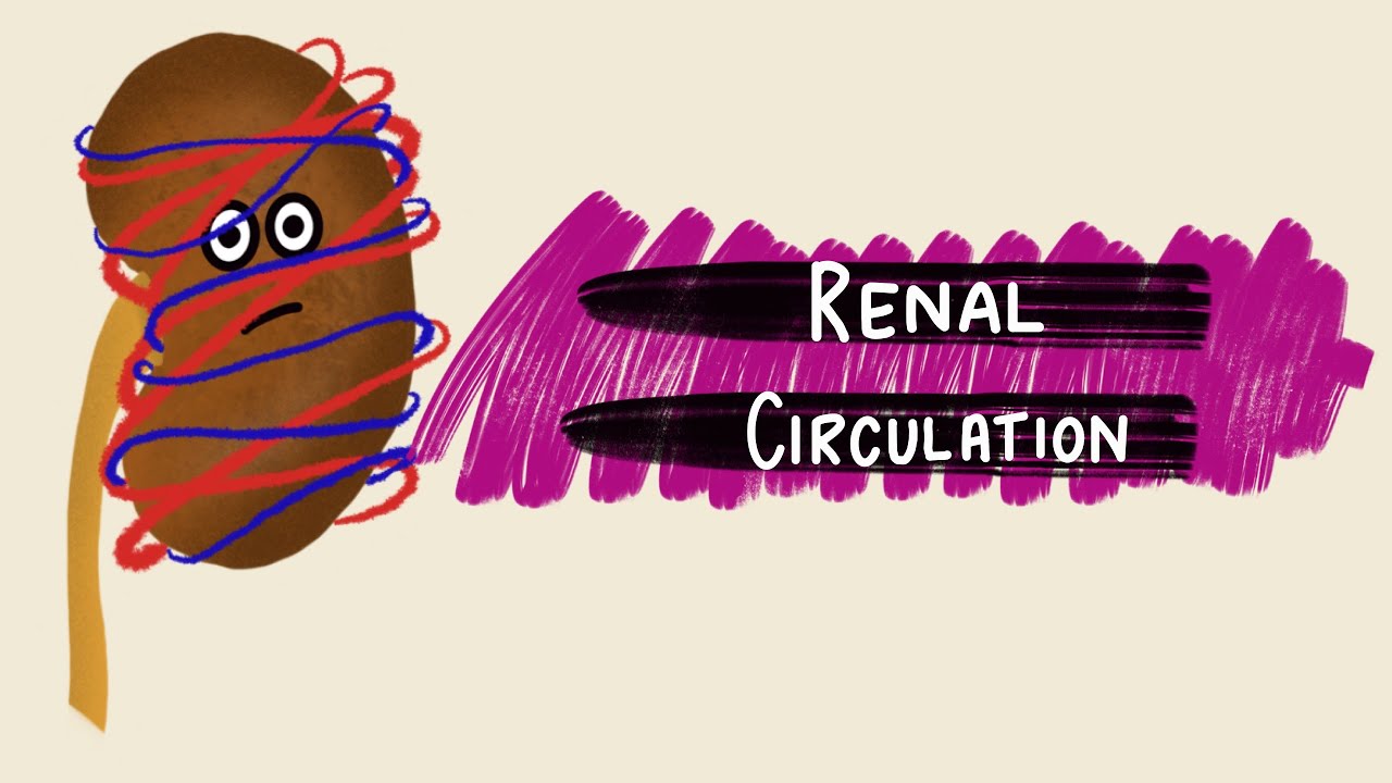 Renal Circulation | Renal Blood Flow | Renal Autoregulation | Renal Physiology