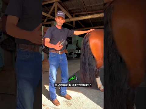 🐴قص شعر حصان رونالدو مقابل ₹5 لاك! 😱😂!!#shorts