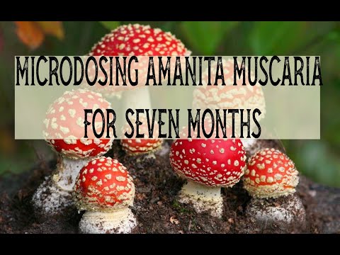 Amanita Muscaria Microdosing for 7 months