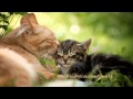 BERNWARD KOCH  - Little Moritz