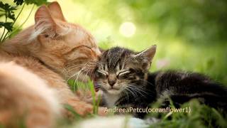 BERNWARD KOCH  - Little Moritz