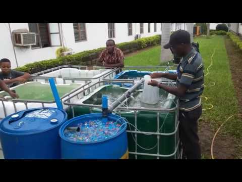 Stocking a small Recirculation Aquaculture System (RAS) at SUMAJKT HQ