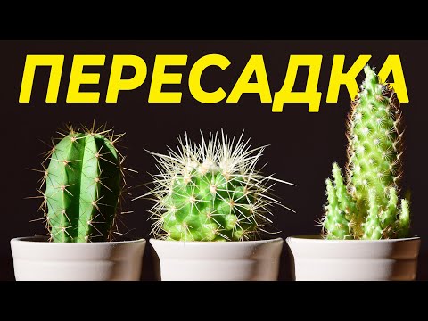 , title : 'КАК ПЕРЕСАДИТЬ КАКТУС И НЕ ОБЛАЖАТЬСЯ? | ВЫБОР ГОРШКА, ПОЧВА, ПОЛИВ'