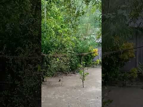 #shorts #foryou #nature  #love #music #viral_video#suraiya.