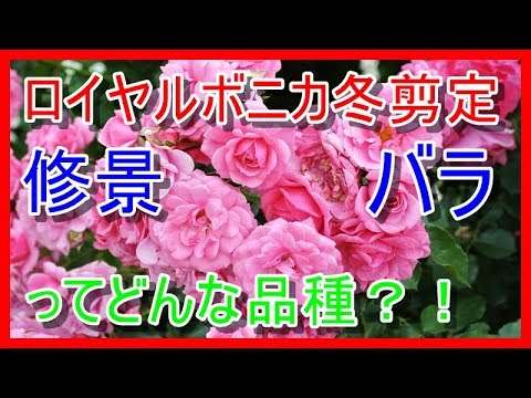 フロリバンダ ローズ 'ボニカ '82' 植物