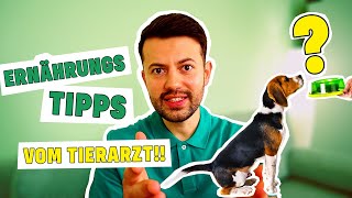 Was ist die beste Ernährung für Hunde? (Tierarzt klärt auf)
