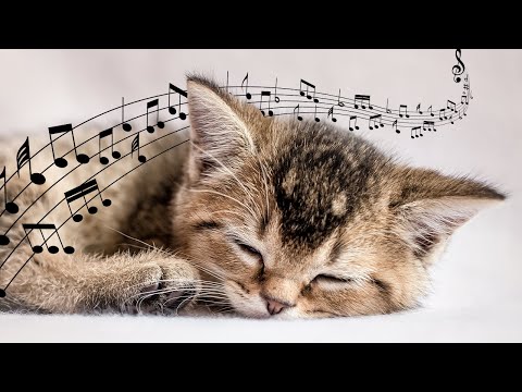 Soothing cat music with water sounds ♬ 528 Hz healing music for stressed cats 😻