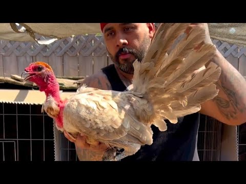 Blue Chocolate Hennie Grey Dink Fair Sweater - Savala Fowl 🇺🇸 Modesto California Beautiful Birds 💯