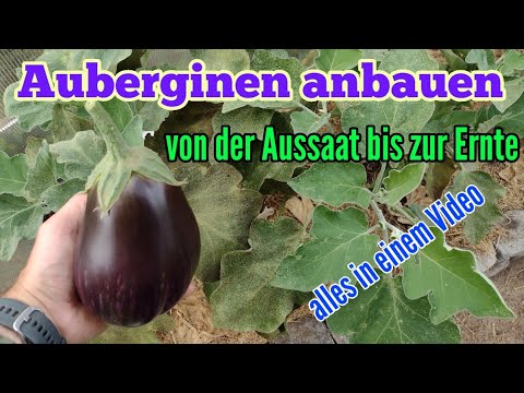 , title : 'Auberginen anbauen Von der Aussaat bis zur Ernte Auberginen pflanzen und pflegen'