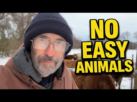 There’s No Such Thing as Low Maintenance Livestock