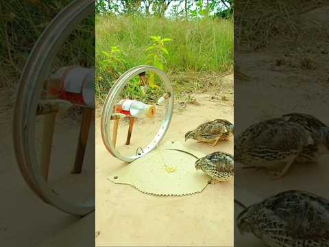 Catching Birds: The Most Effective Techniques #birds #birdmaster #hunting #hunting #wildlife #snake