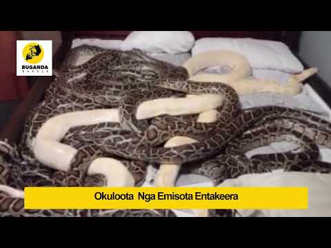 okuloota ennyo emisota -  Ebirooto Namakulu Gaabyo - Buganda Ekkula