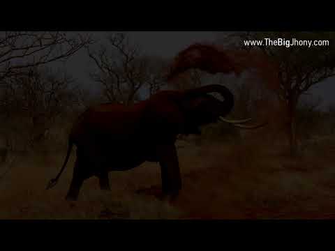 The Big Jhony  - Mi Ritmo Llegó (Video Lyrics)