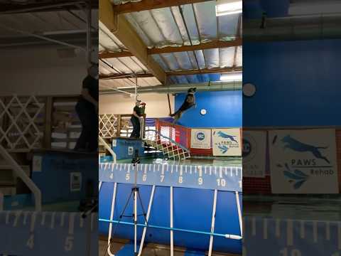 German Shepherd K9 Training #shorts #germanshepherd #germanshepherdpuppy #dogshort #doglife