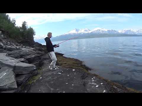 Iso turska. Norjassa kalalla.