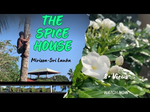 The Spice House Mirissa and a man climbing a tree