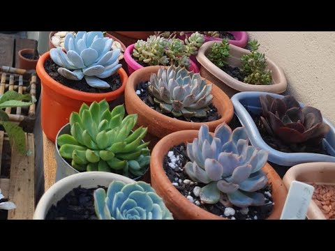 Minhas Suculentas, atualização da bancada com cobertura e a chegada do outono, dicas!