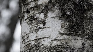 Norwegian Wood Instrumental Improvisation