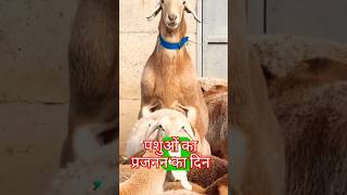 Download lagu Goat Mating Time ⌚ & Day #sheep #aarshan #shortvideo #rooftopfarm #goatfarm mp3