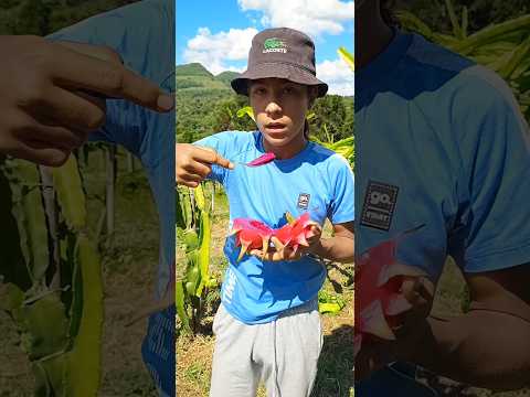 Davi colhendo Pitayas em Cerro Negro Santa Catarina. 5/2/2026. #pitayas #colheita