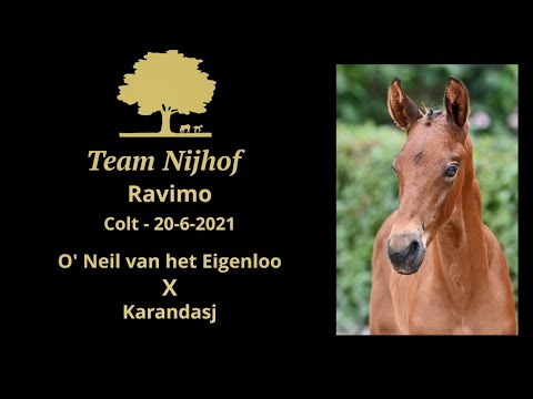Ravimo