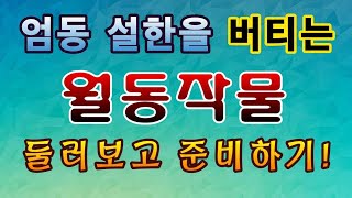 [텃밭농부.892]  엄동 설한을 견디는 월동작물 둘러보고 준비하기.월동작물