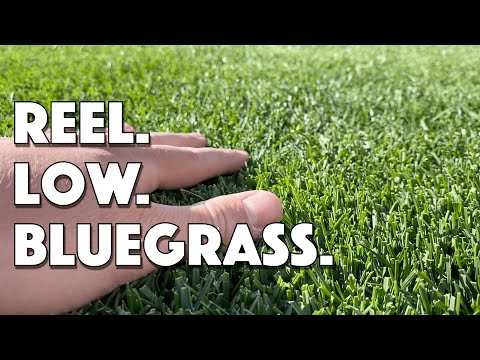 REEL MOWING Kentucky Bluegrass 3/4 inch