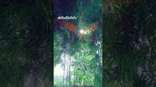 Download lagu UKS - cinta itu buta mp3