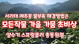 콩밭 가을 가뭄 심각 콩비대기 물공급 중요 [콩재배방법]