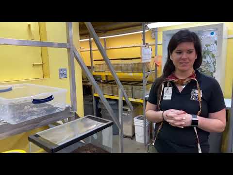 Home Safari - insects - Cincinnati Zoo