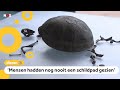 Huisschildpad van 400 jaar oud opgegraven