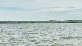 野生イルカ🐬マレーシア