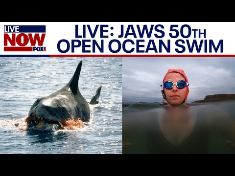 Video | Watch: Lewis Pugh begins Jaws 50th anniversary 62-mile open ocean swim