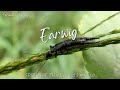 Earwig 🦎 | INSECTS FOR KIDS Learning  | Nature | Educational