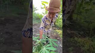Download lagu Picking cassava leaves #mbahbugel #videoshort #viral #fyp #entertainment mp3