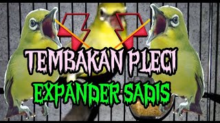 Download lagu masteran pleci expander | tembakan pleci expander mp3 Download lagu masteran pleci expander | tembakan pleci expander mp3