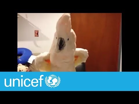 These parrots will make you say WTF | UNICEF