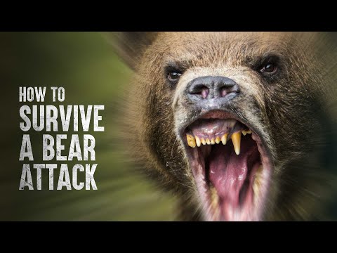 How to Survive a Bear Attack