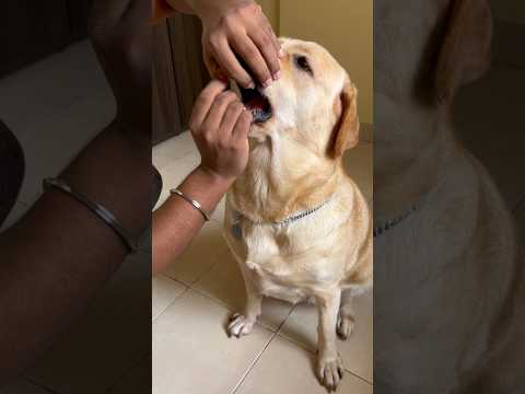The best way to FEED TABLETS to your DOG #labrador #dogs #viral #shortvideo #viralvideo #shorts
